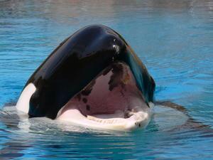 Kasatka4.jpg